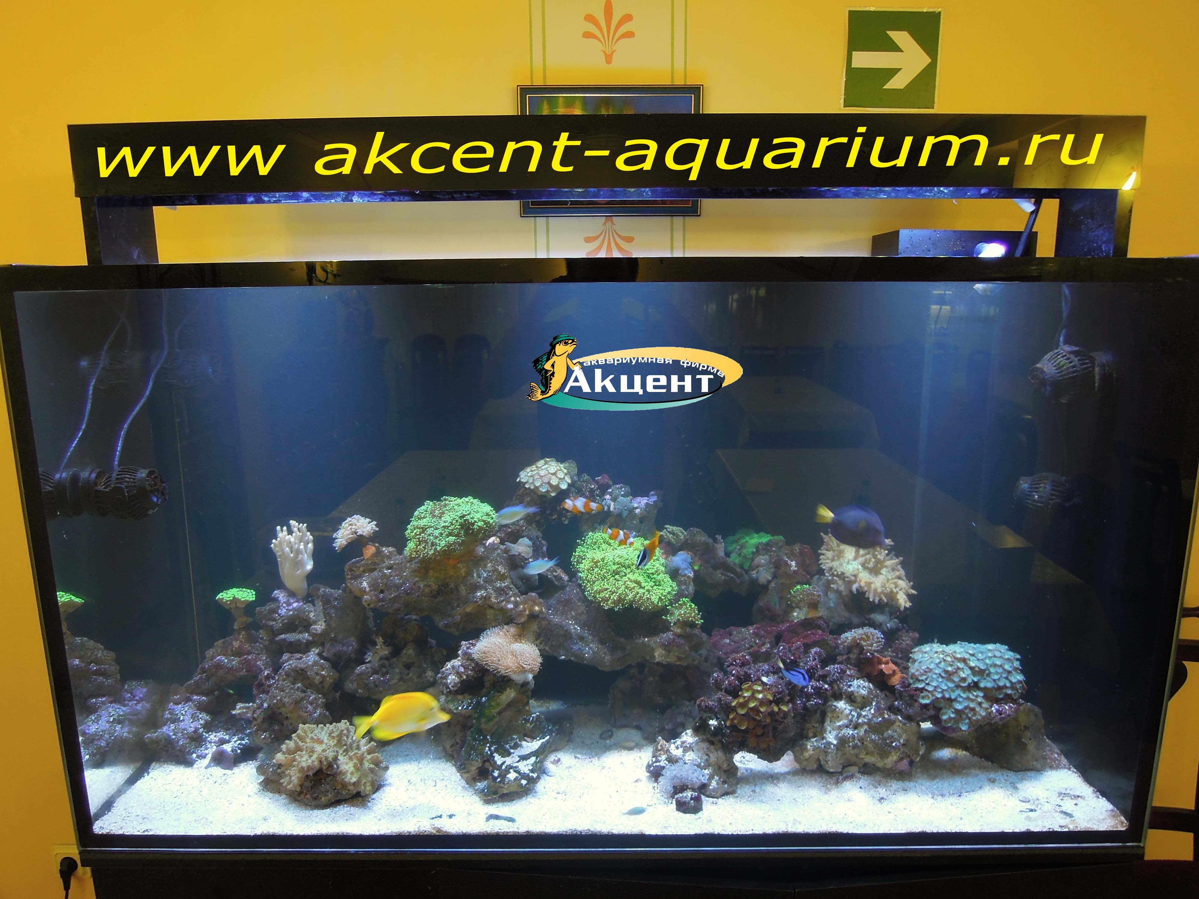 Акцент-аквариум морской рифовый аквариум 800 литров